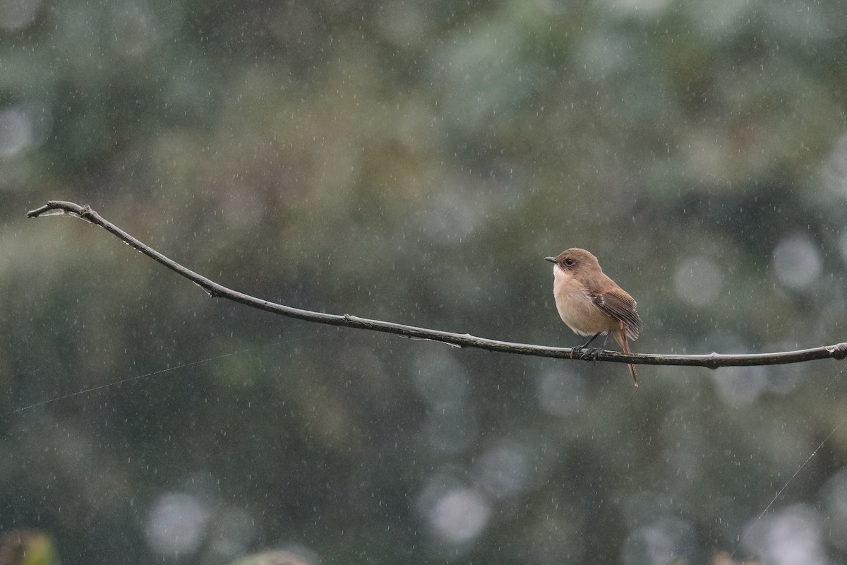 Gray Bushchat - ML643066886