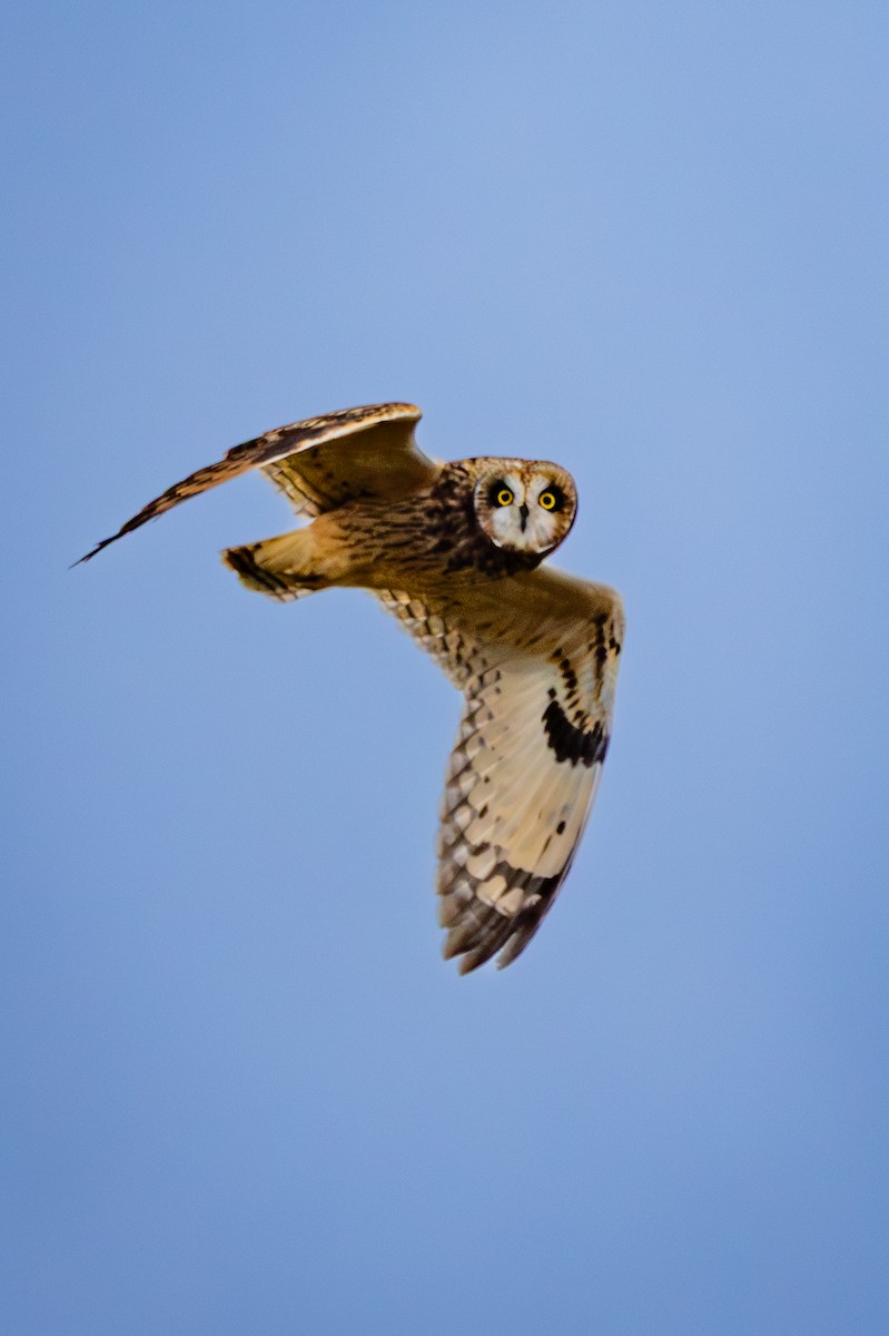 Short-eared Owl - ML643066887