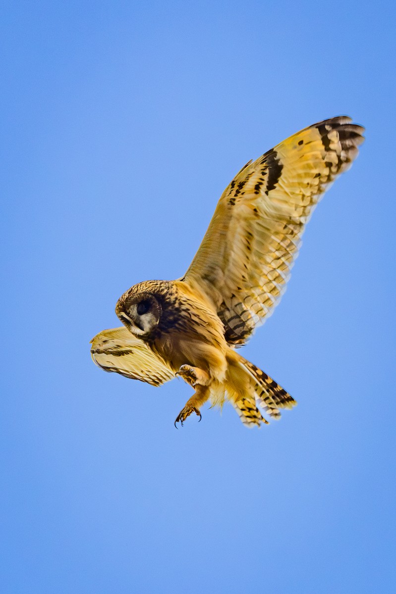 Short-eared Owl - ML643066888