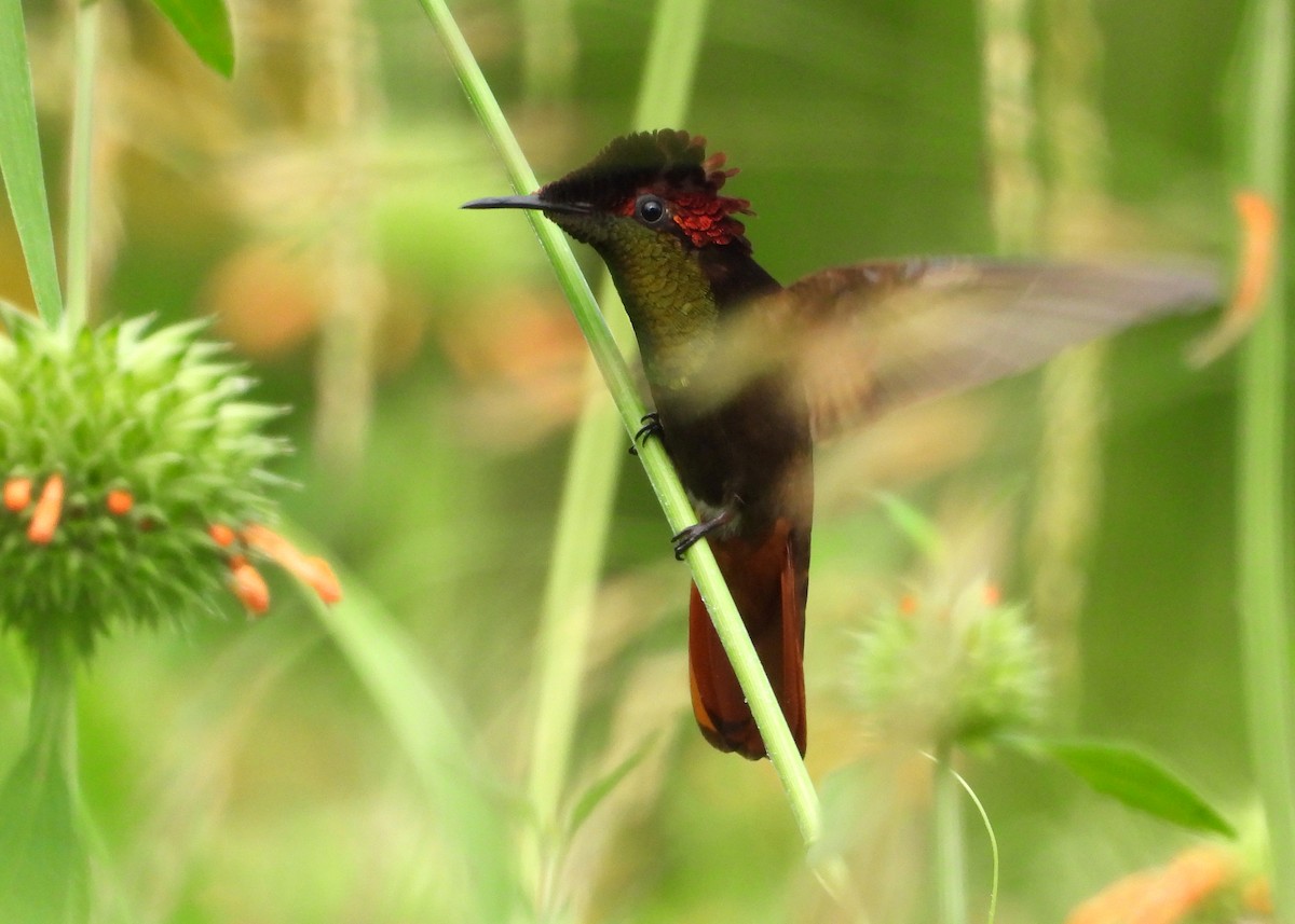 Ruby-topaz Hummingbird - ML643066889