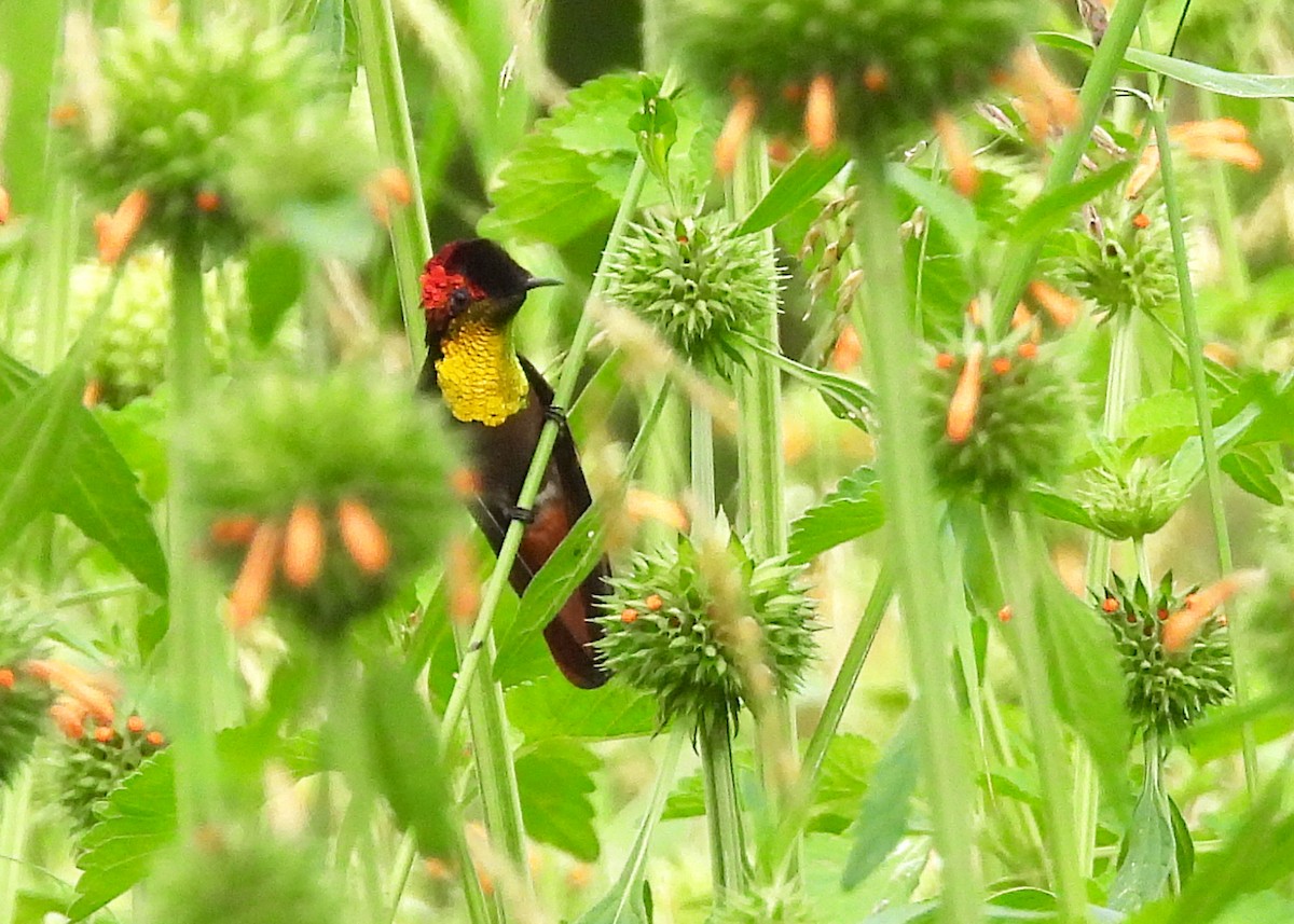 Ruby-topaz Hummingbird - ML643066896