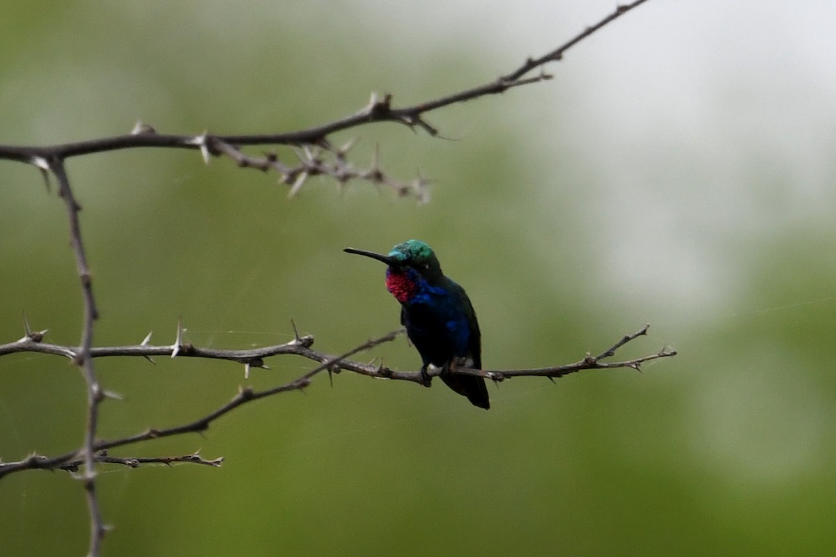 Blue-tufted Starthroat - ML643066897
