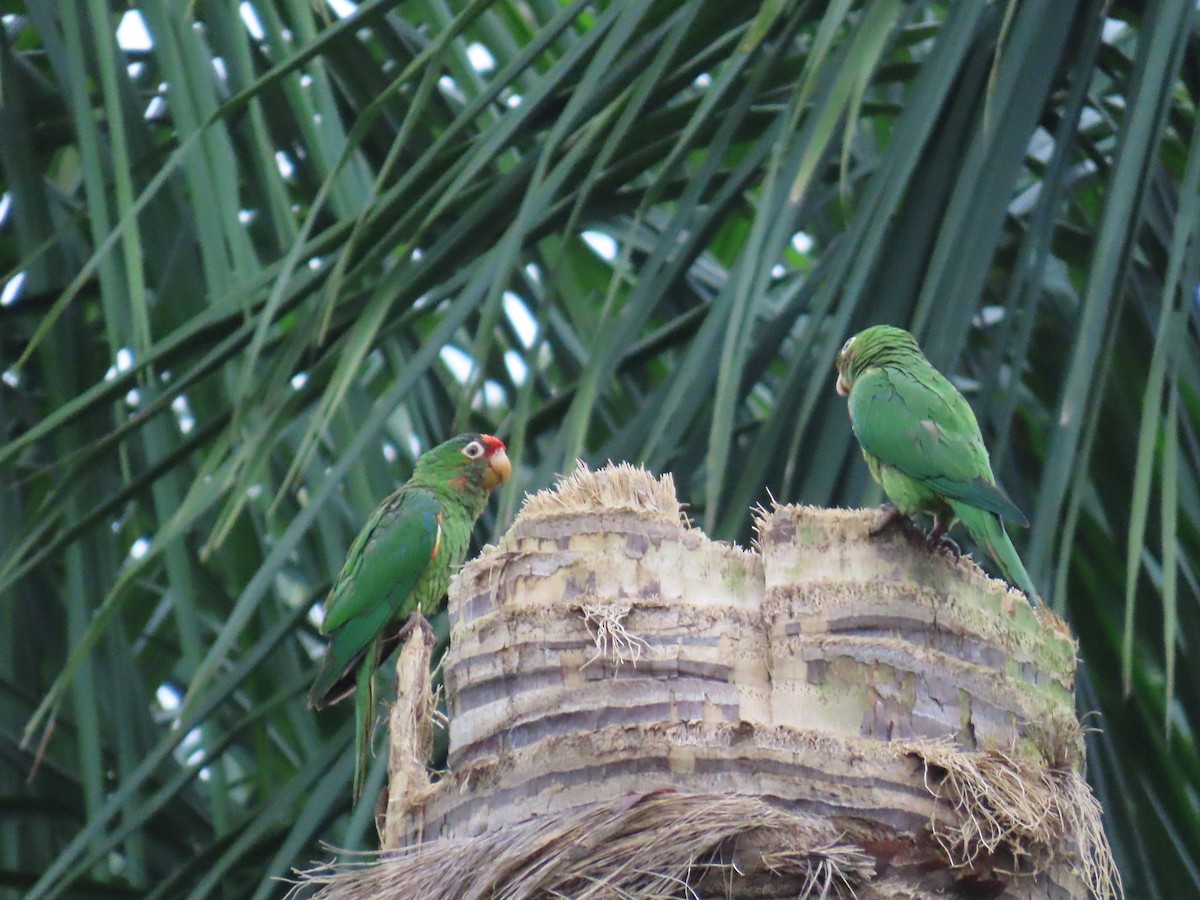 Crimson-fronted Parakeet - ML643066923