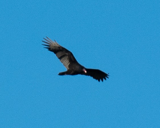 Turkey Vulture - ML643066928