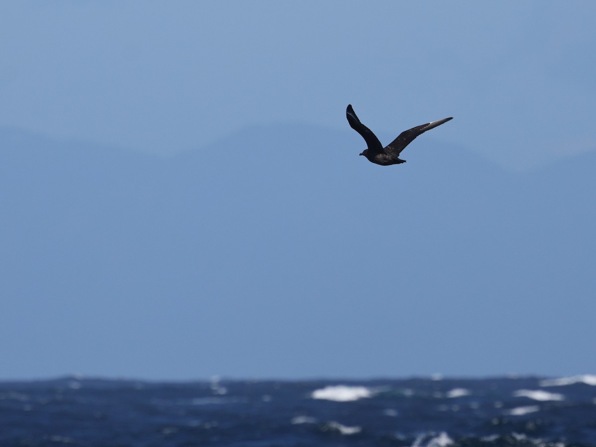 South Polar Skua - ML643066932