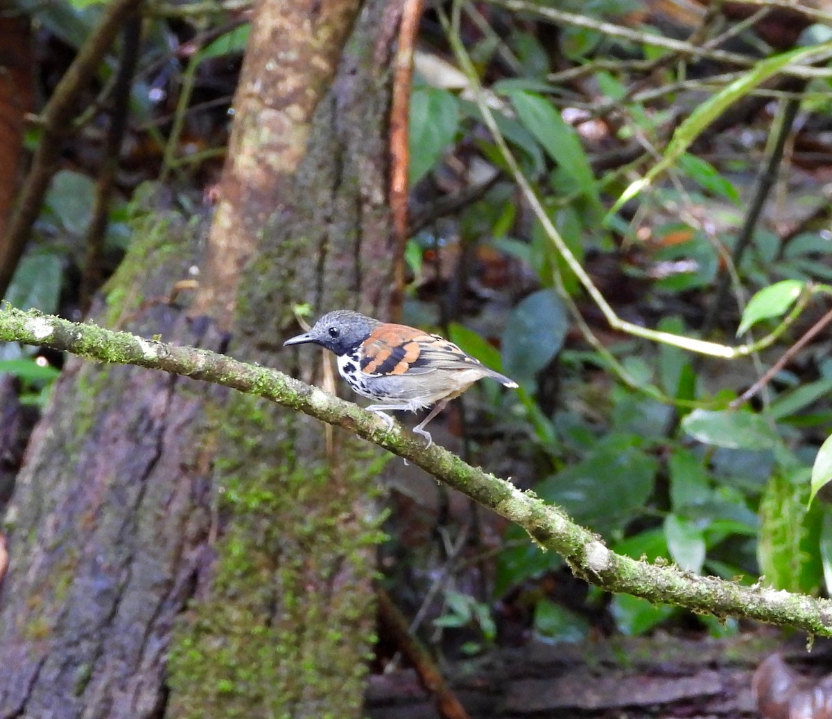 Spotted Antbird - ML643066938