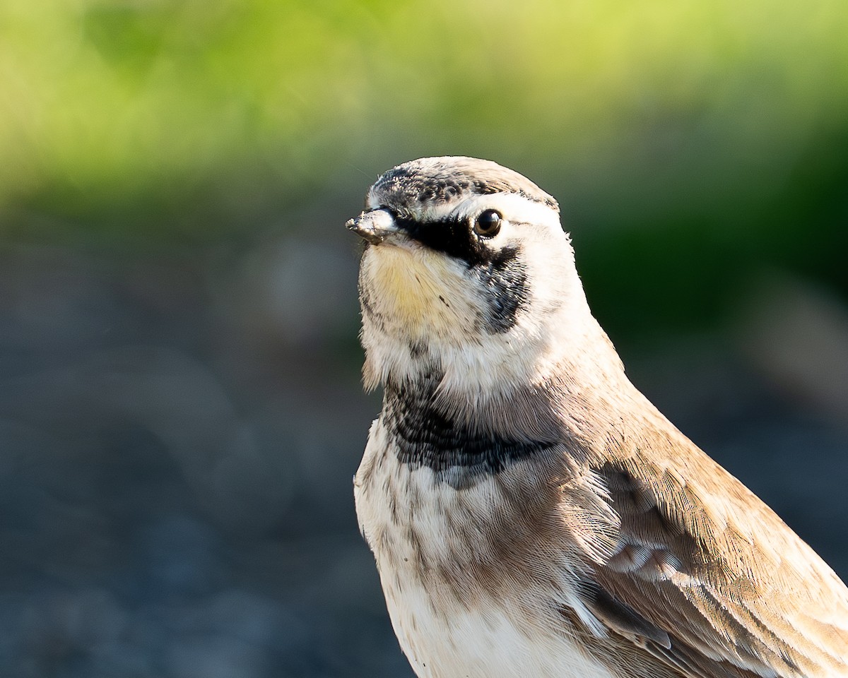 eBird Checklist - 6 Oct 2025 - Point Defiance Park--Dune Peninsula ...