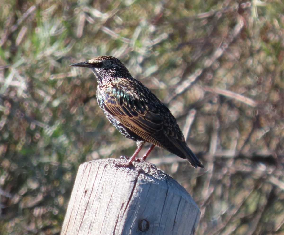 European Starling - ML643066951