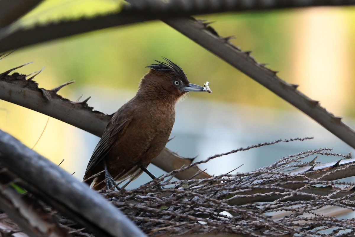 Brown Cacholote - ML643066963