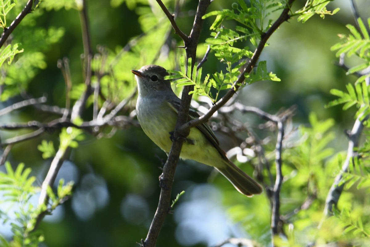 Southern Scrub-Flycatcher - ML643066969