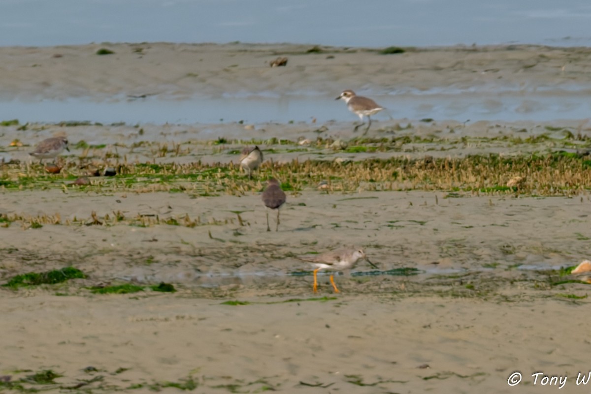 Terek Sandpiper - ML643066985