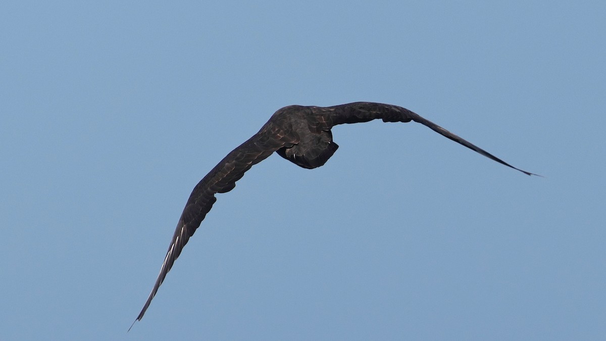 South Polar Skua - ML643067012