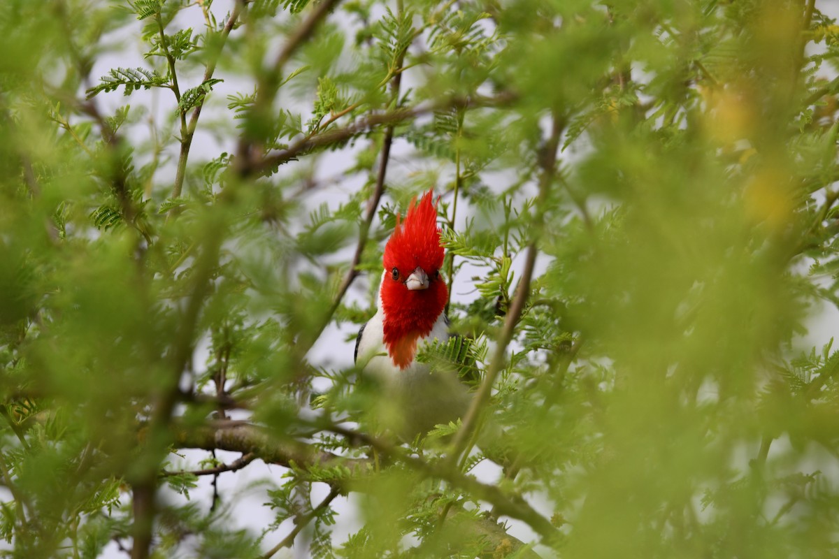 Red-crested Cardinal - ML643067019