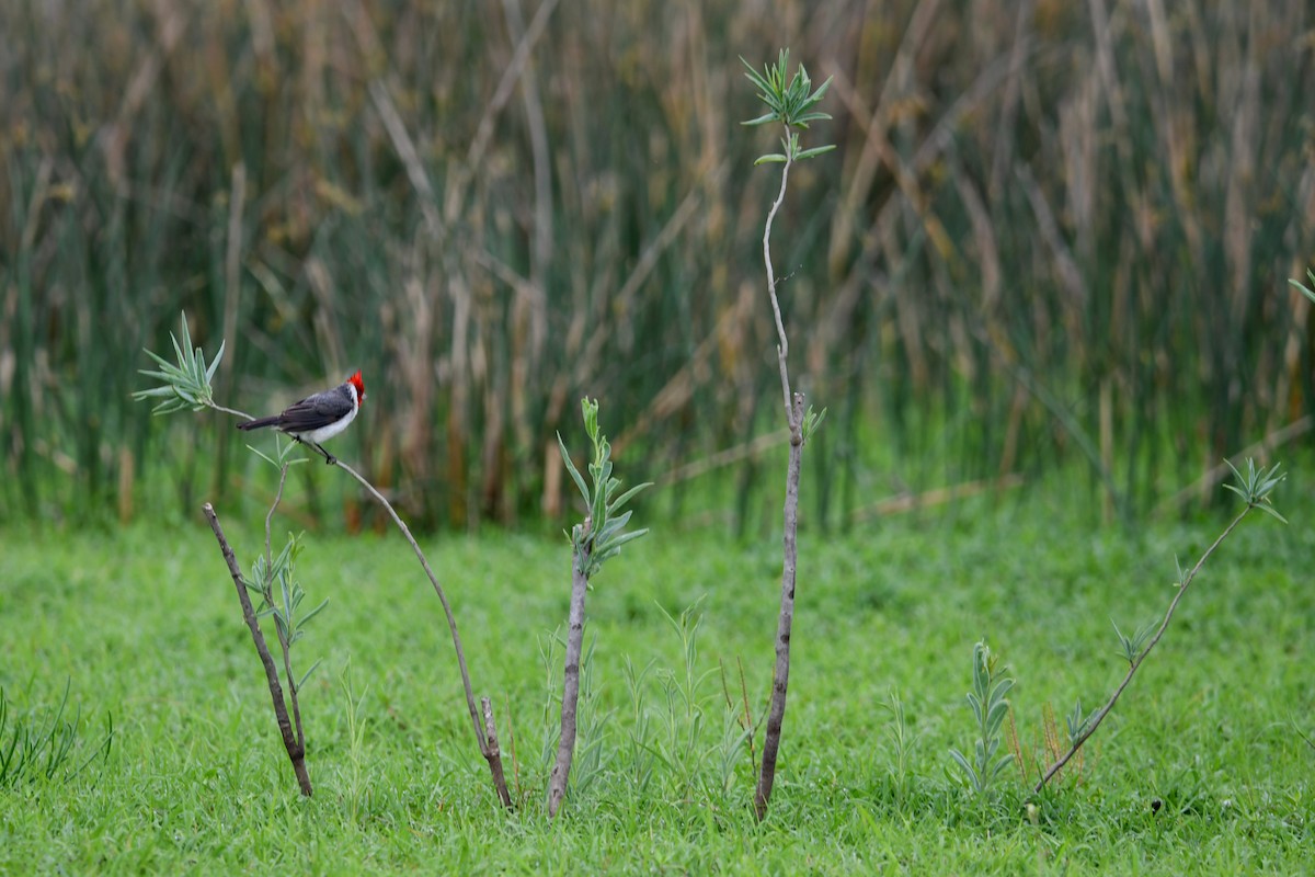 Red-crested Cardinal - ML643067020