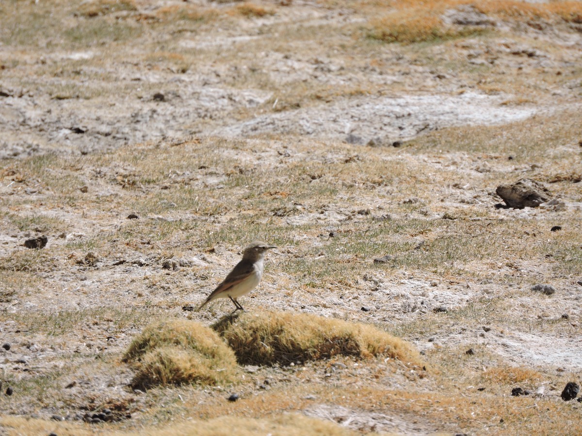 Puna Miner - ML643067021