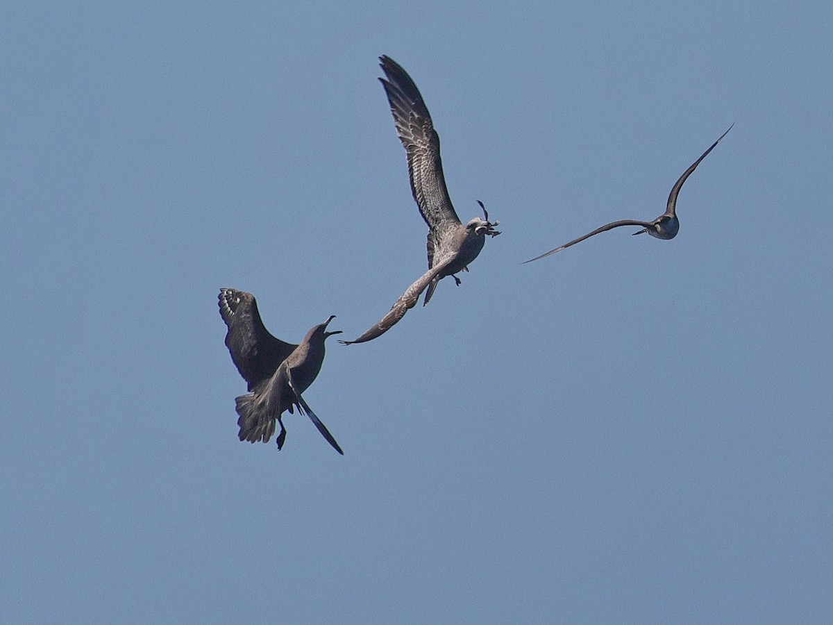 South Polar Skua - ML643067046