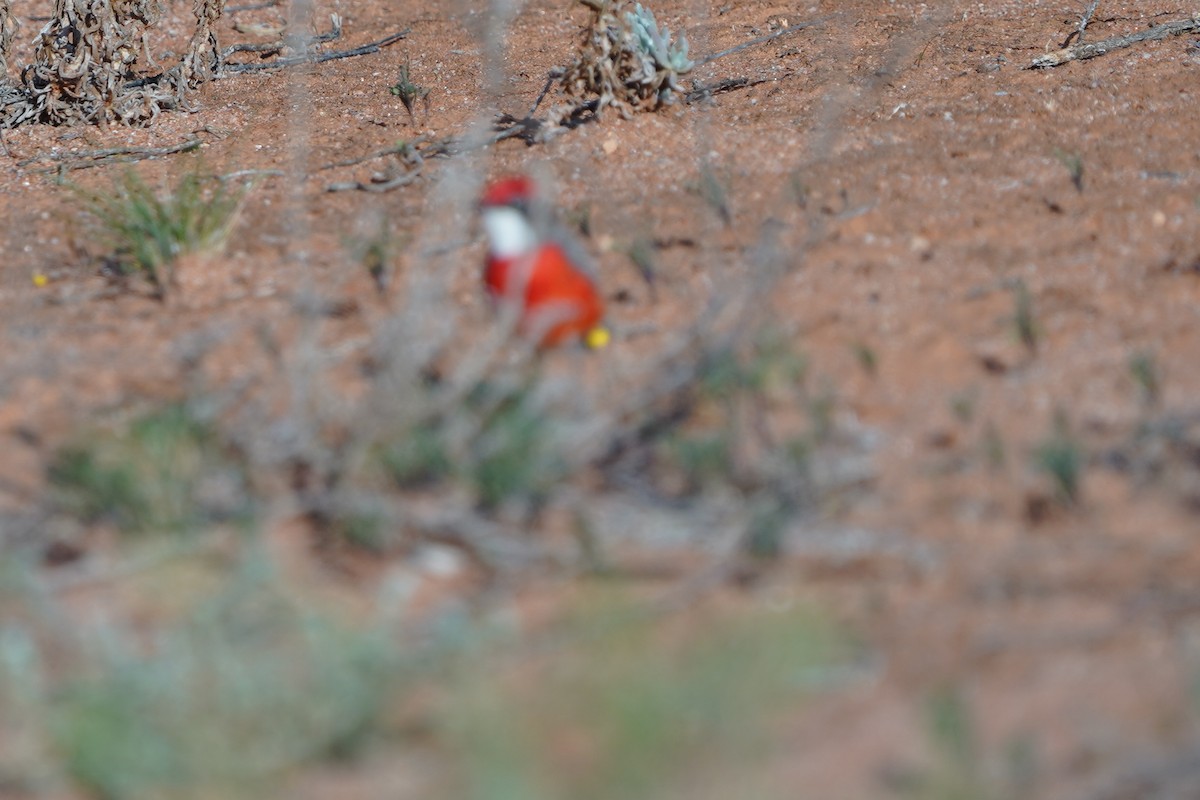Crimson Chat - ML643067061