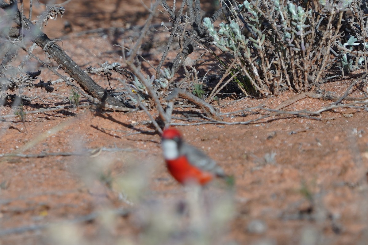 Crimson Chat - ML643067062