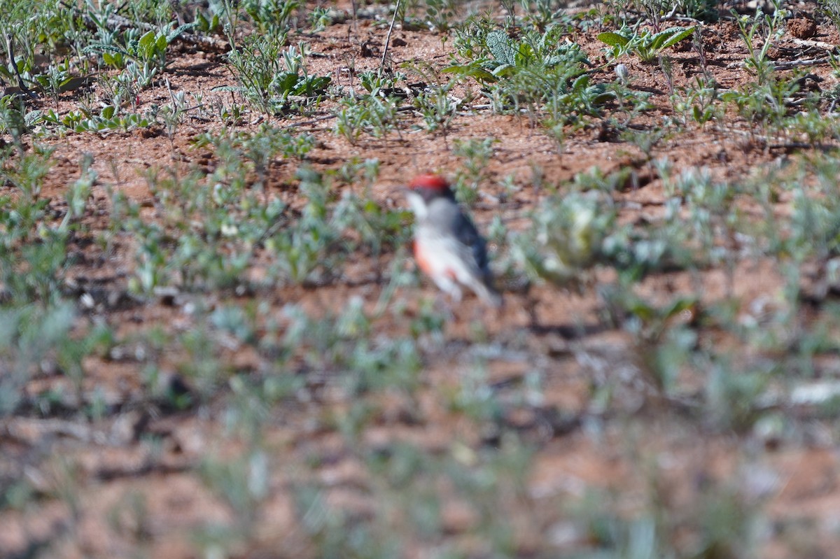 Crimson Chat - ML643067063