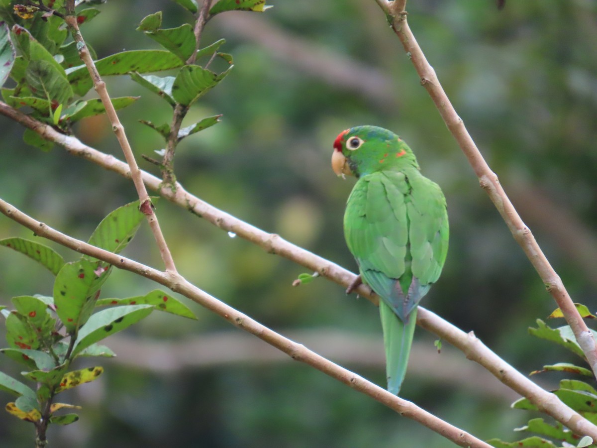 Crimson-fronted Parakeet - ML643067091
