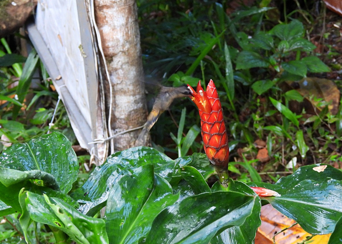 Tawny-bellied Hermit - ML643067170