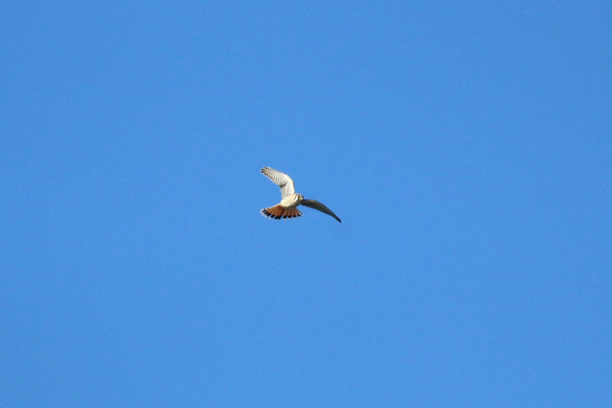 American Kestrel - ML643067187