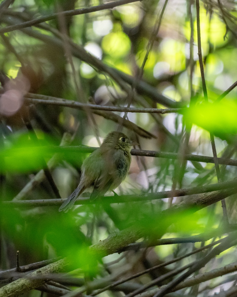 Western Flycatcher - ML643067188