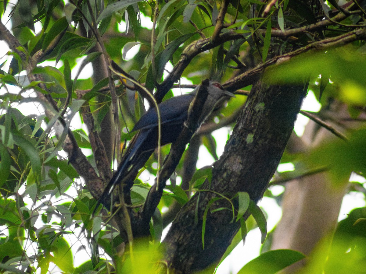 Green-billed Malkoha - ML643067209