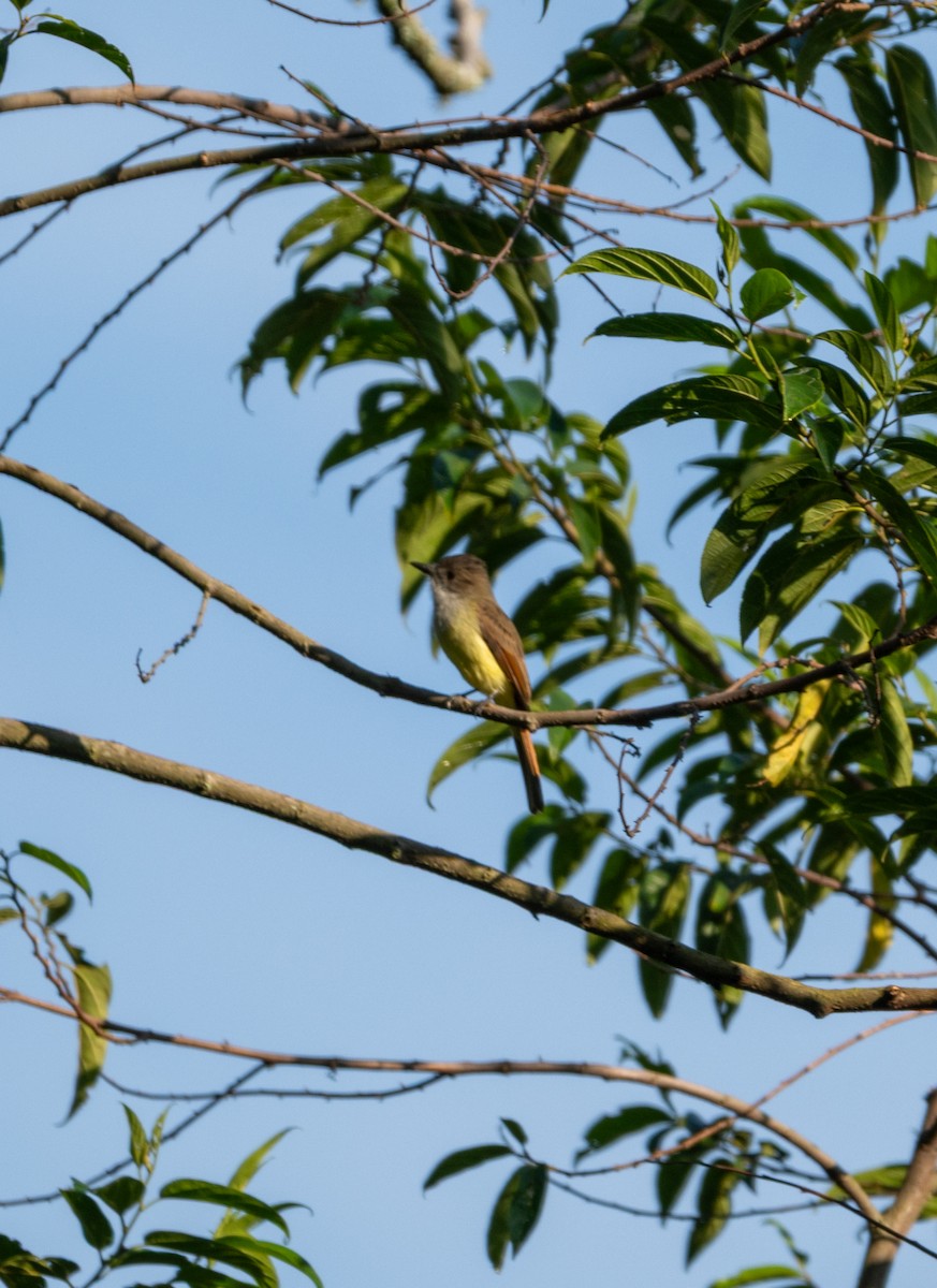 Dusky-capped Flycatcher - ML643067212