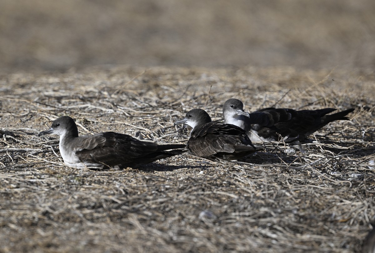 Wedge-tailed Shearwater - ML643067219