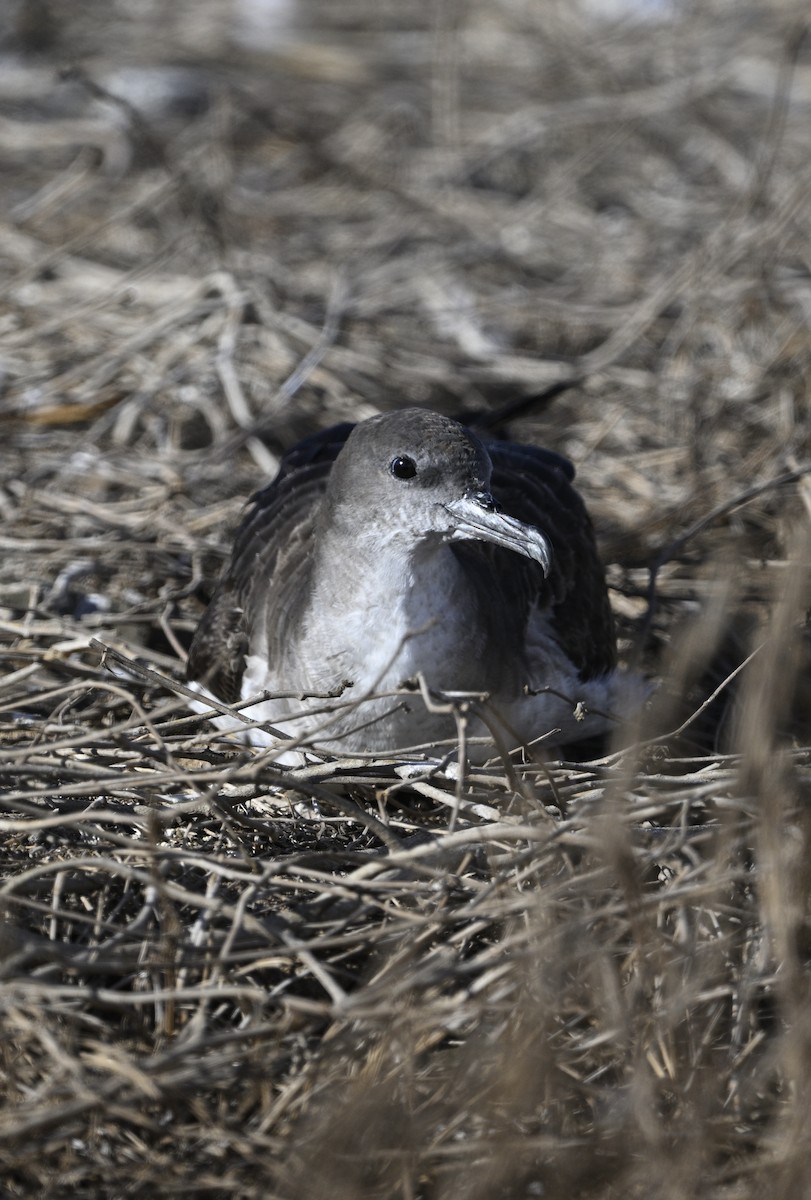 Wedge-tailed Shearwater - ML643067220