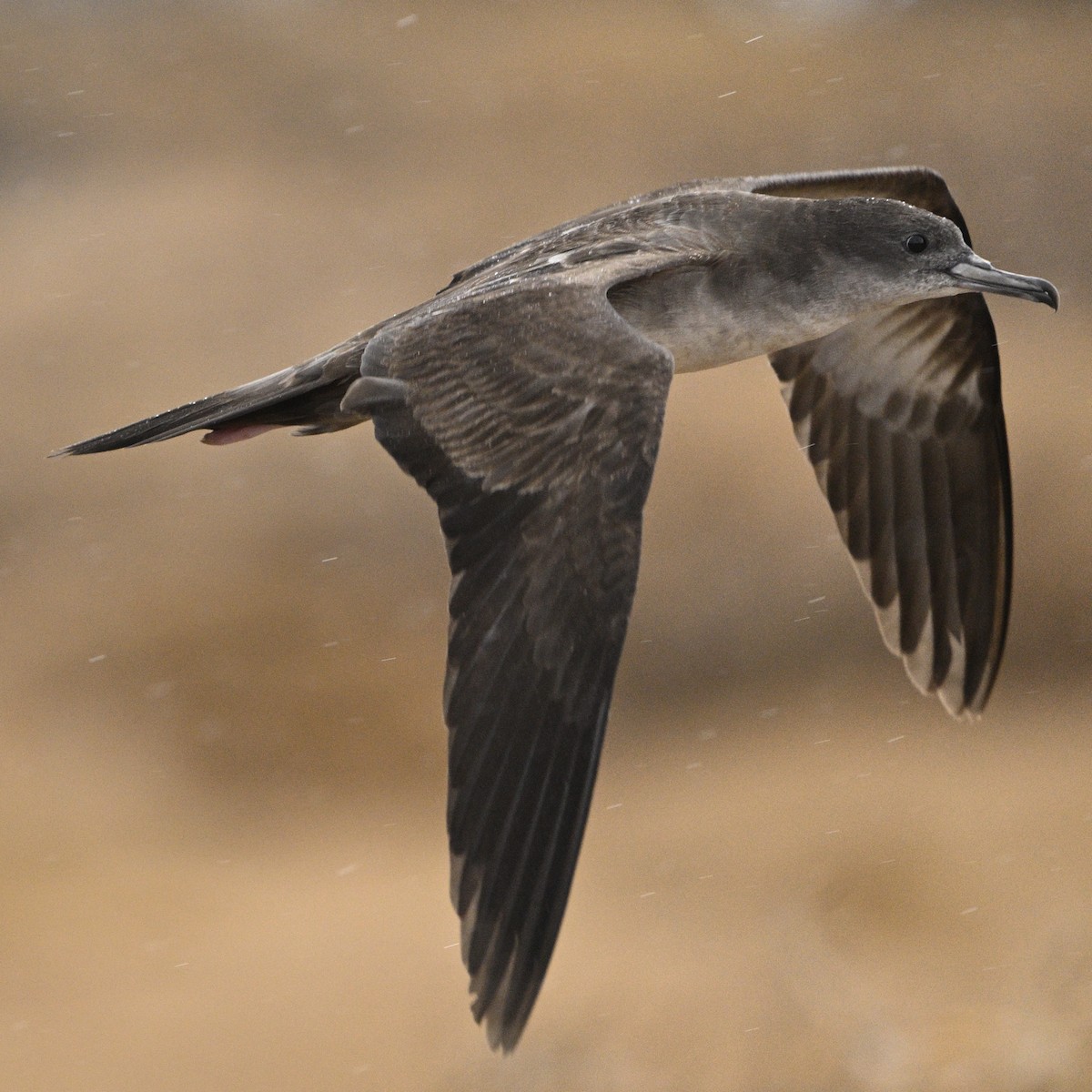 Wedge-tailed Shearwater - ML643067221