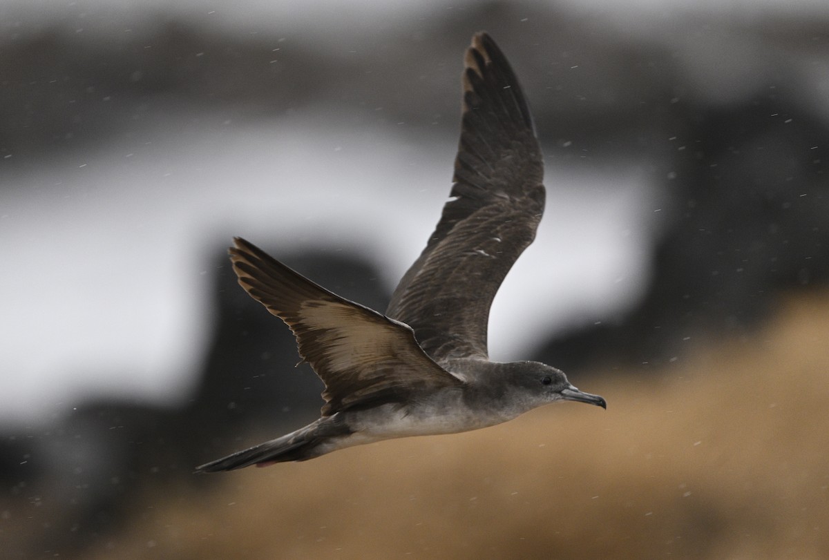 Wedge-tailed Shearwater - ML643067222