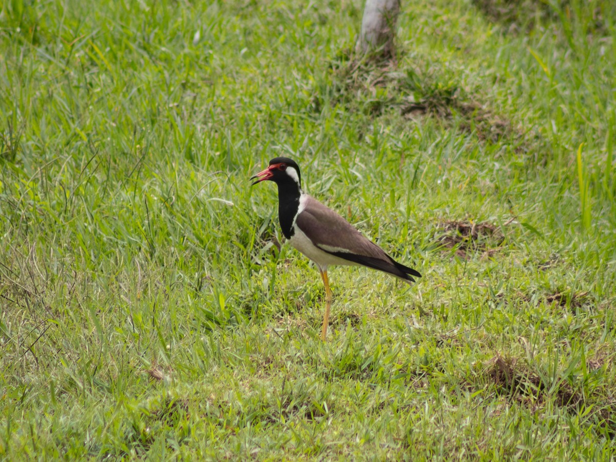 Red-wattled Lapwing - ML643067226