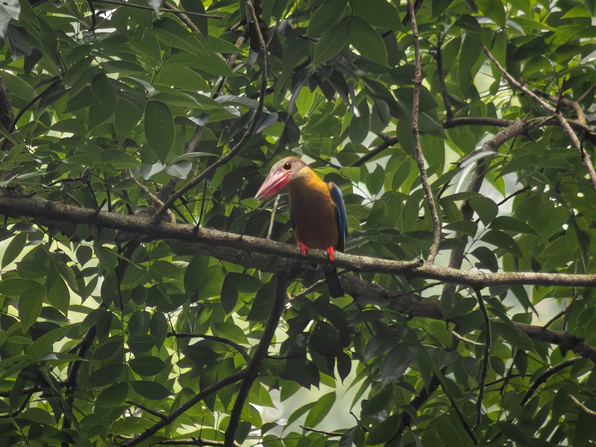 Stork-billed Kingfisher - ML643067240