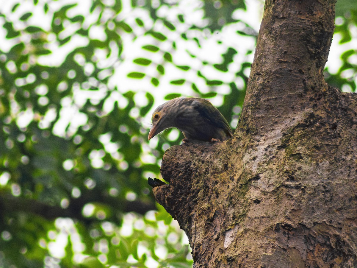 Lineated Barbet - ML643067248