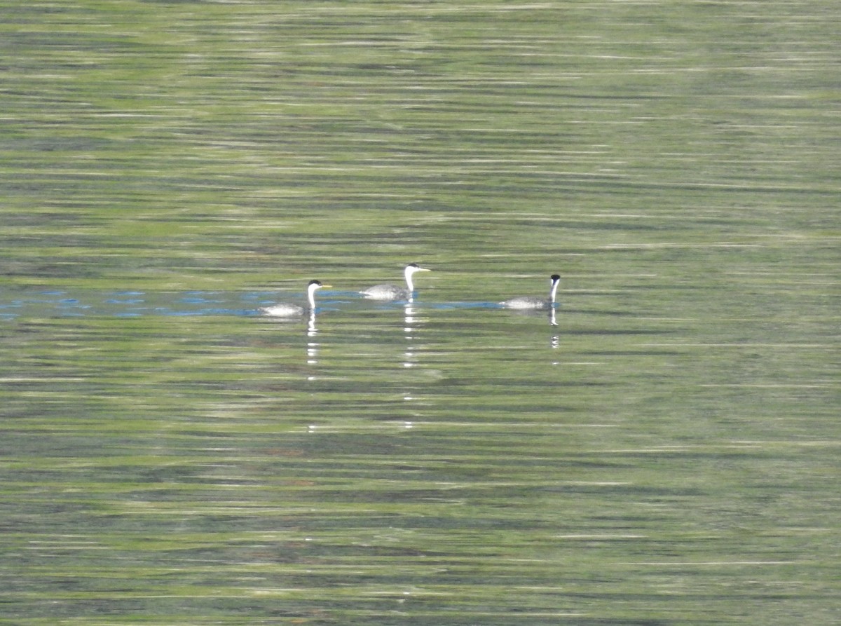 Western Grebe - ML643067255