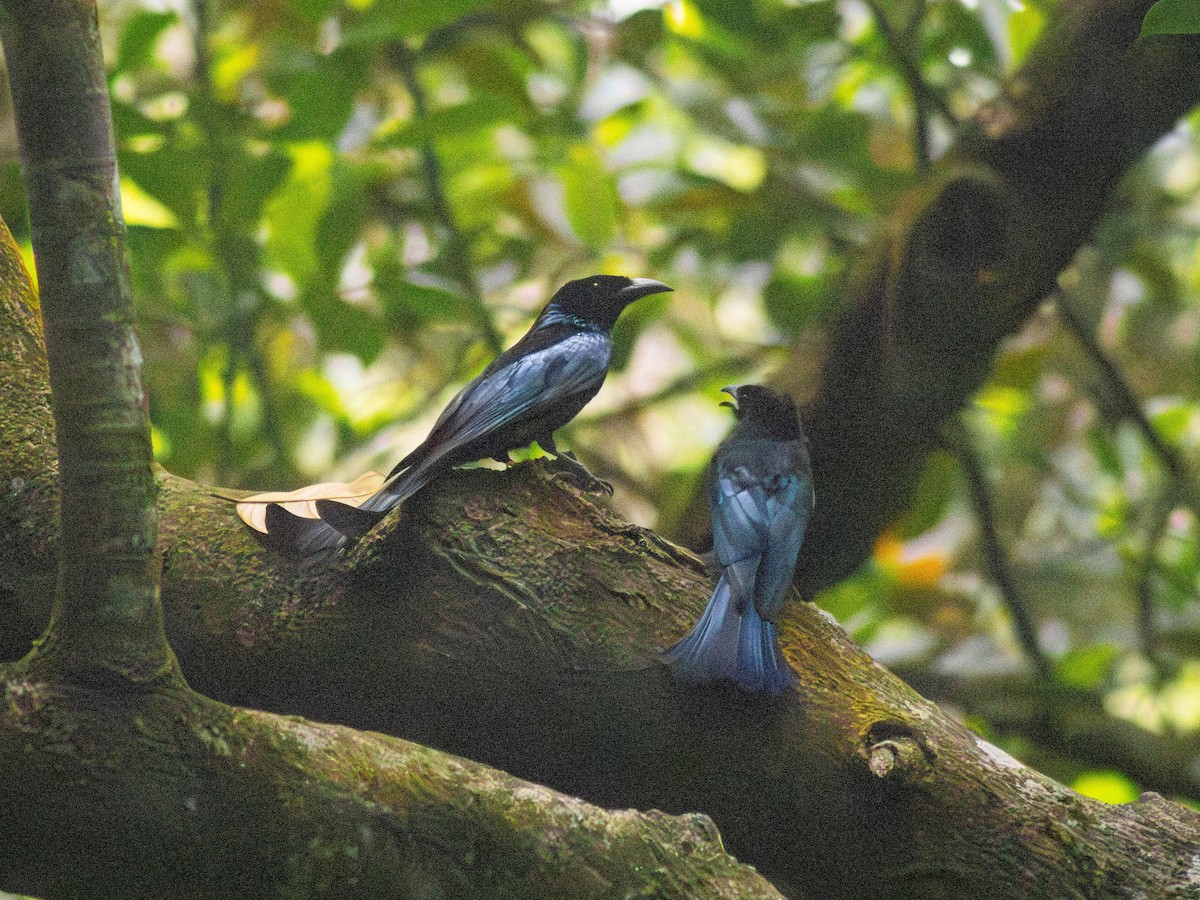 Өрвийт доронго - ML643067258