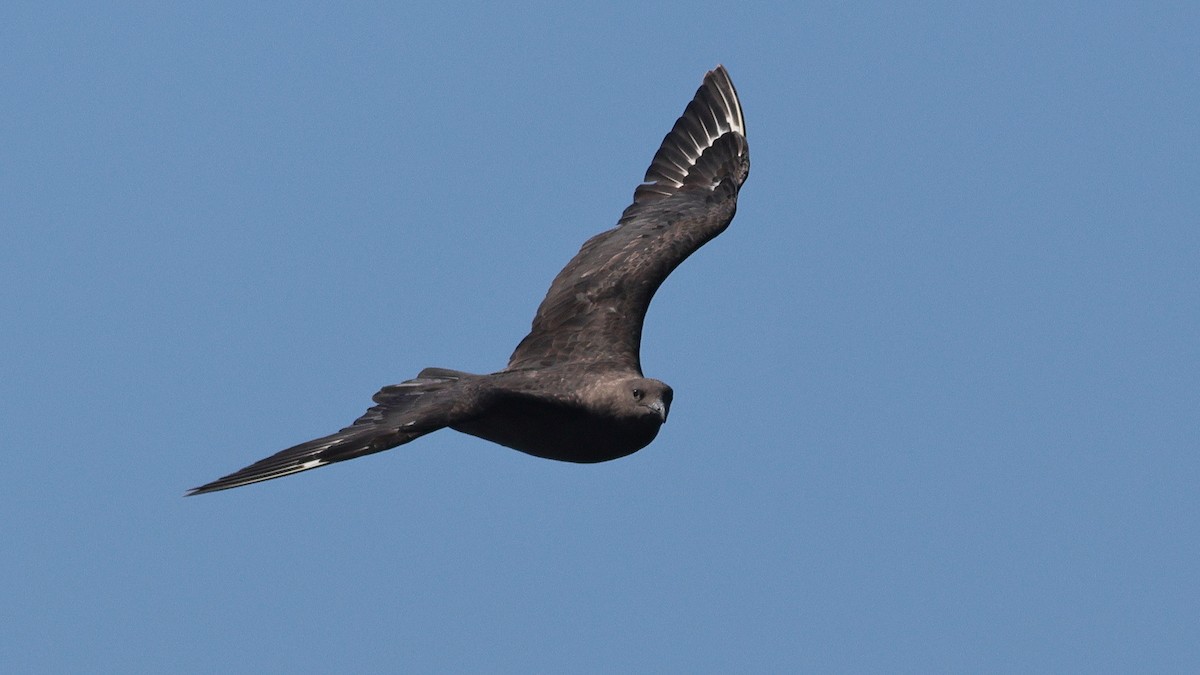 South Polar Skua - ML643067278
