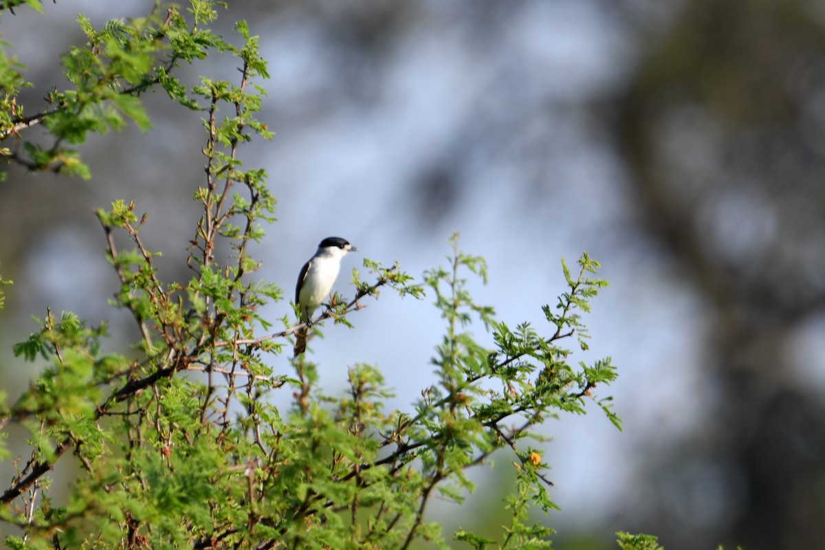 White-naped Xenopsaris - ML643067282