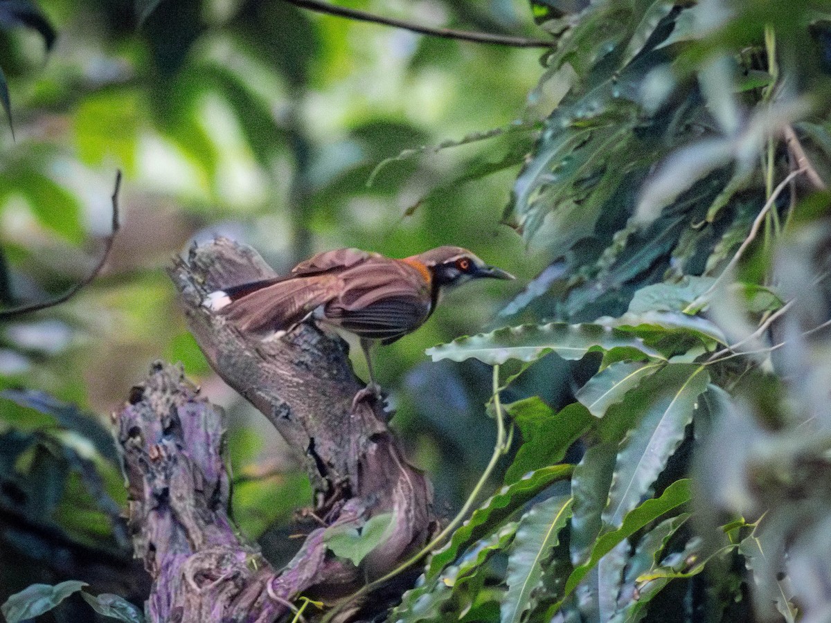 Lesser Necklaced Laughingthrush - ML643067283