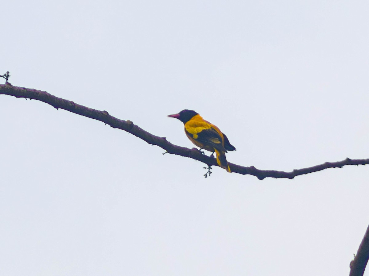 Black-hooded Oriole - ML643067290