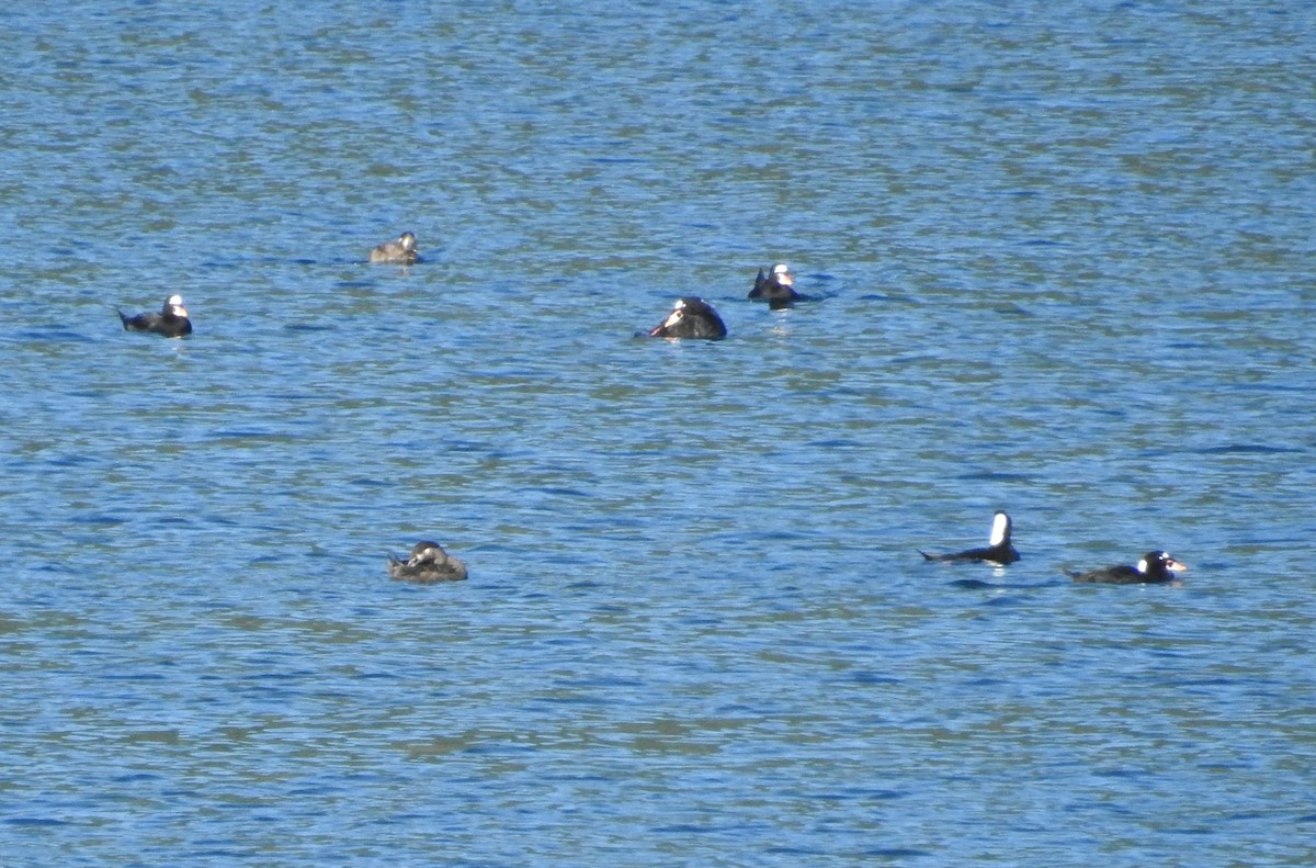 Surf Scoter - ML643067304