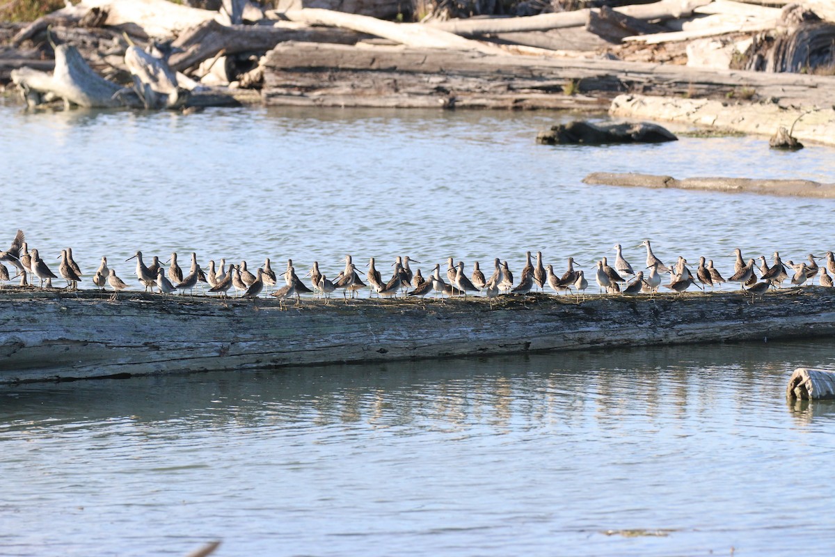 Хараалжин цууцил - ML643067317