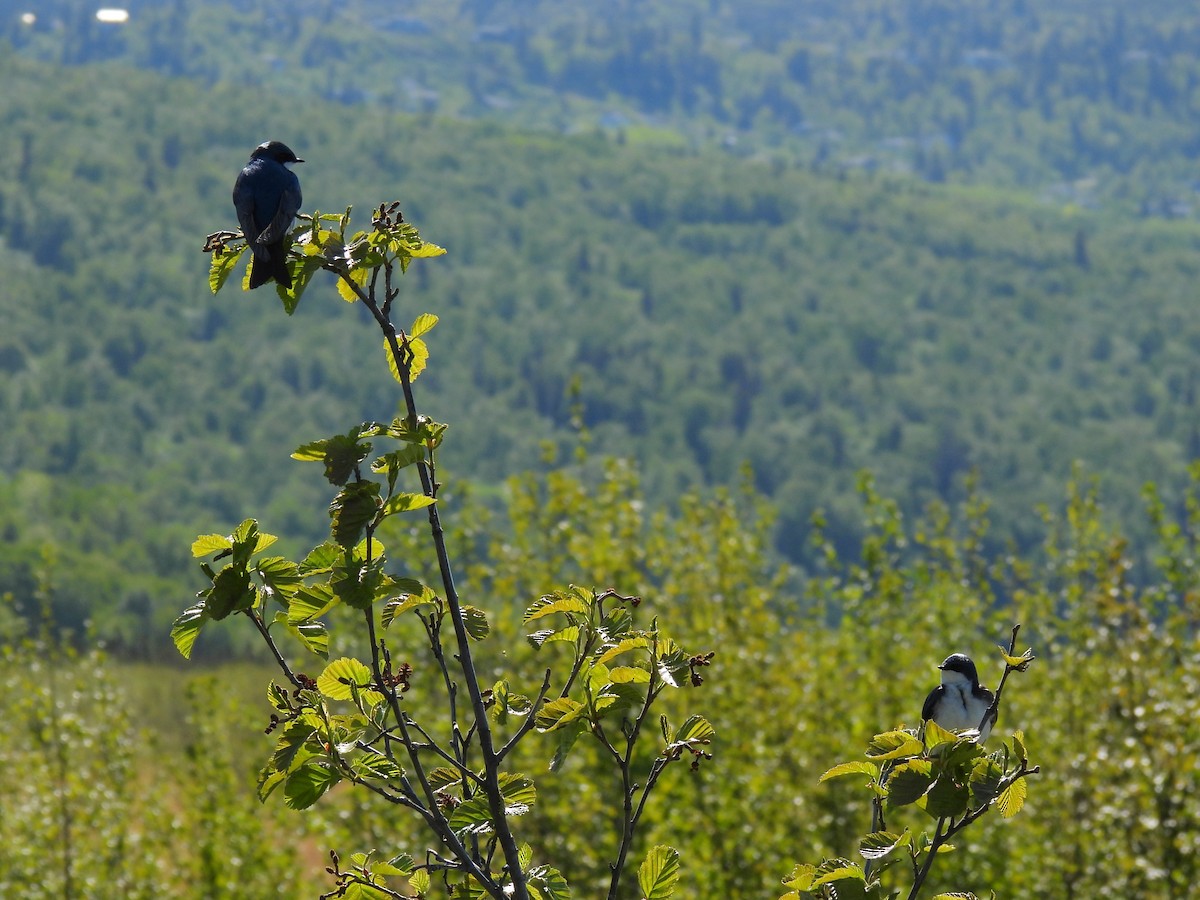 Tree Swallow - ML643067327