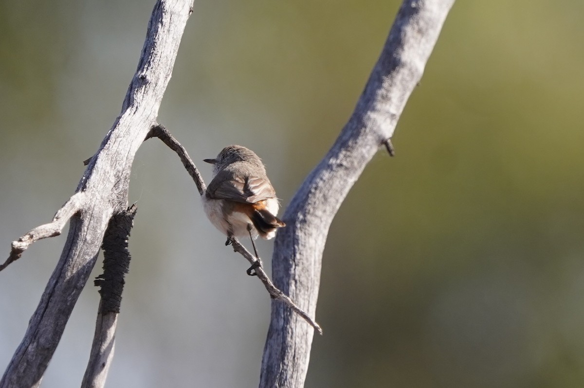 Chestnut-rumped Thornbill - ML643067338