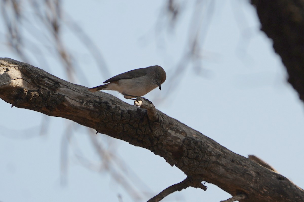 Chestnut-rumped Thornbill - ML643067339