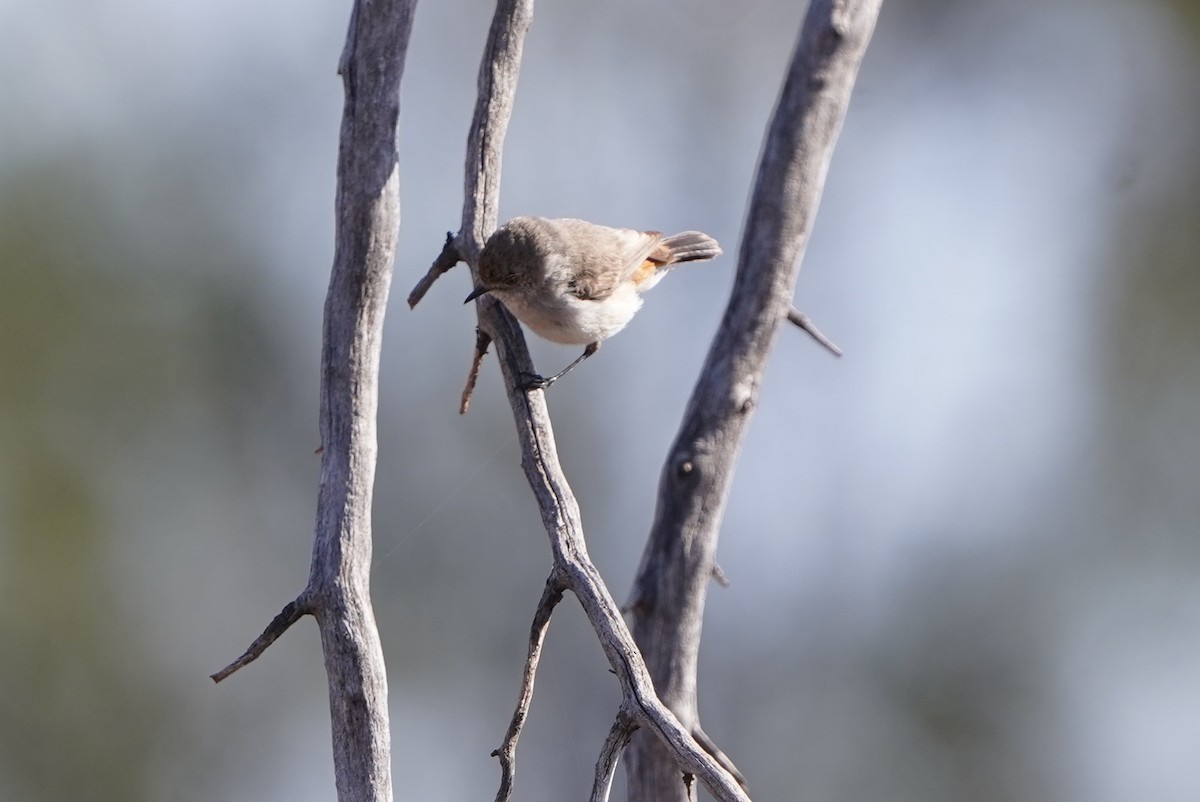 Chestnut-rumped Thornbill - ML643067340