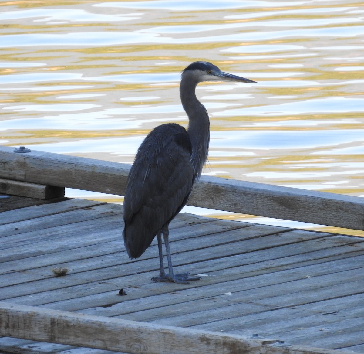 Great Blue Heron - ML643067342