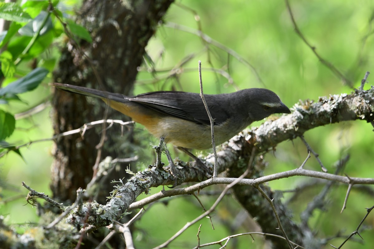 Bluish-gray Saltator - ML643067365